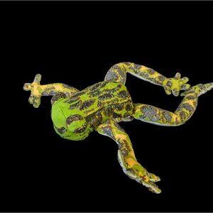 Russ‎ Berrie & co frog plush spotted green brown realistic 9" stuffed animal toy
